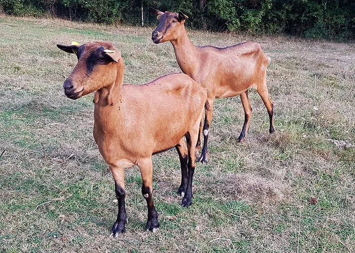 La Petite Maison 度假居 韦日